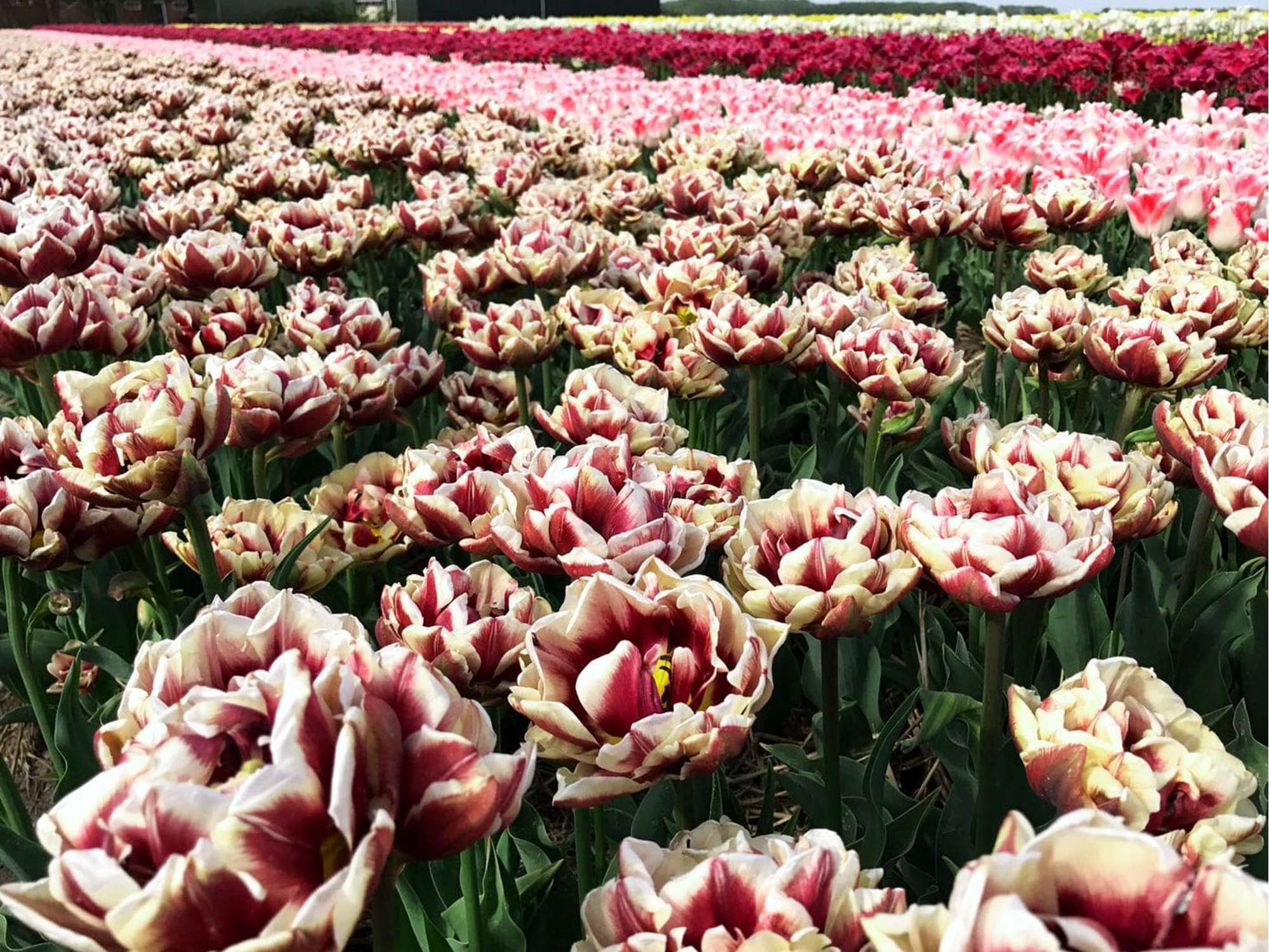Tulpe 'Wyndham'
